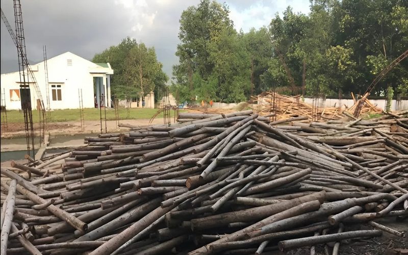 Raw eucalyptus logs stacked before carbonization